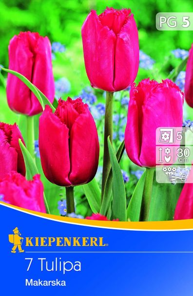 Tulpe Makarska