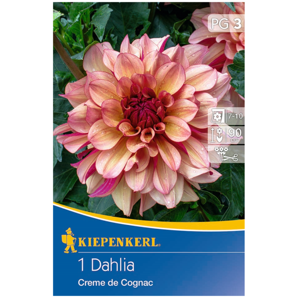 Dahlie Creme de Cognac