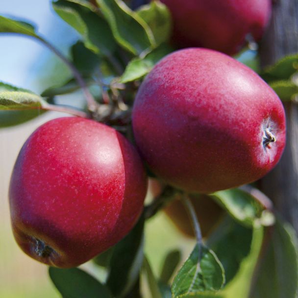 Apfel 'Mariella'