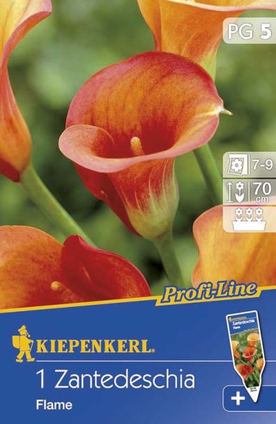 Calla 'Flame', Orange