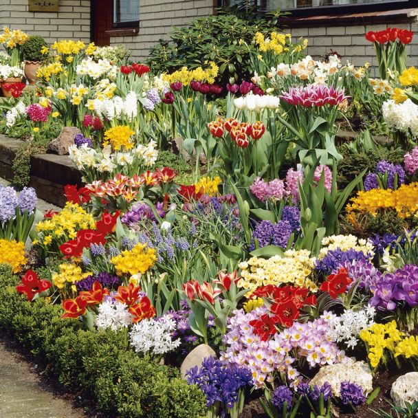 250 Blumenzwiebeln