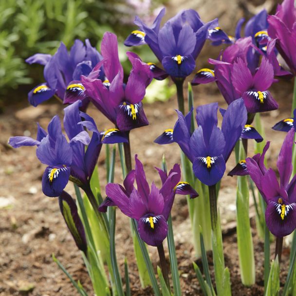 Iris Hill - Mischung