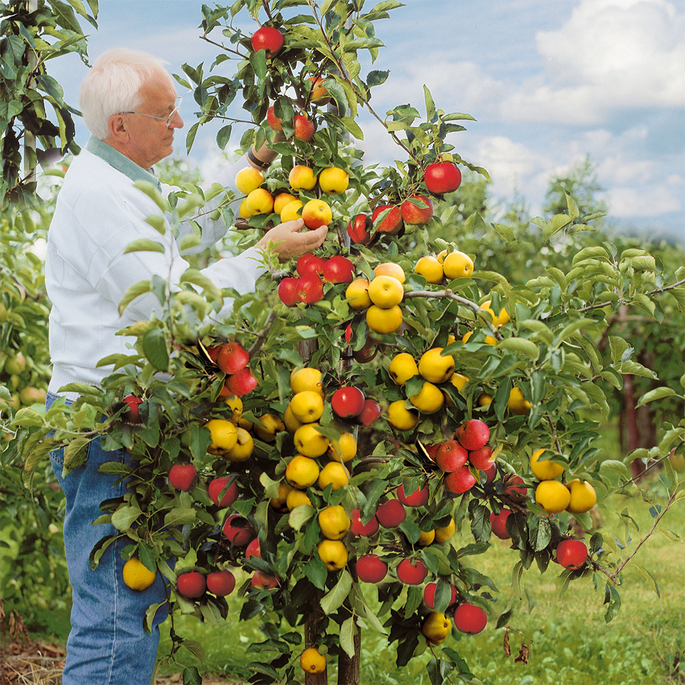 Großvaters Apfelbaum-Duo | Duo-Obstgehölze | Äpfel | Obst | Ahrens+Sieberz  - Pflanzenversand & Gartenbedarf