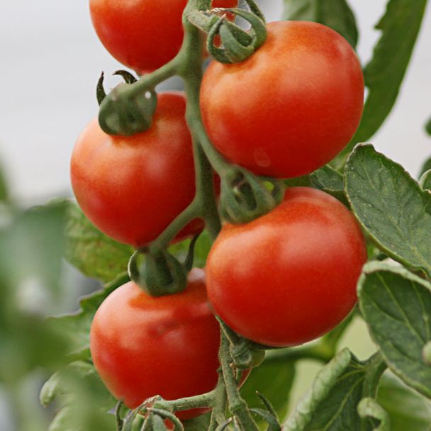 'Harzfeuer' F1 - Freiland-Tomate
