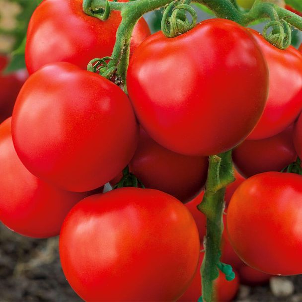 'GartenMeister' F1 - Freiland-Tomate