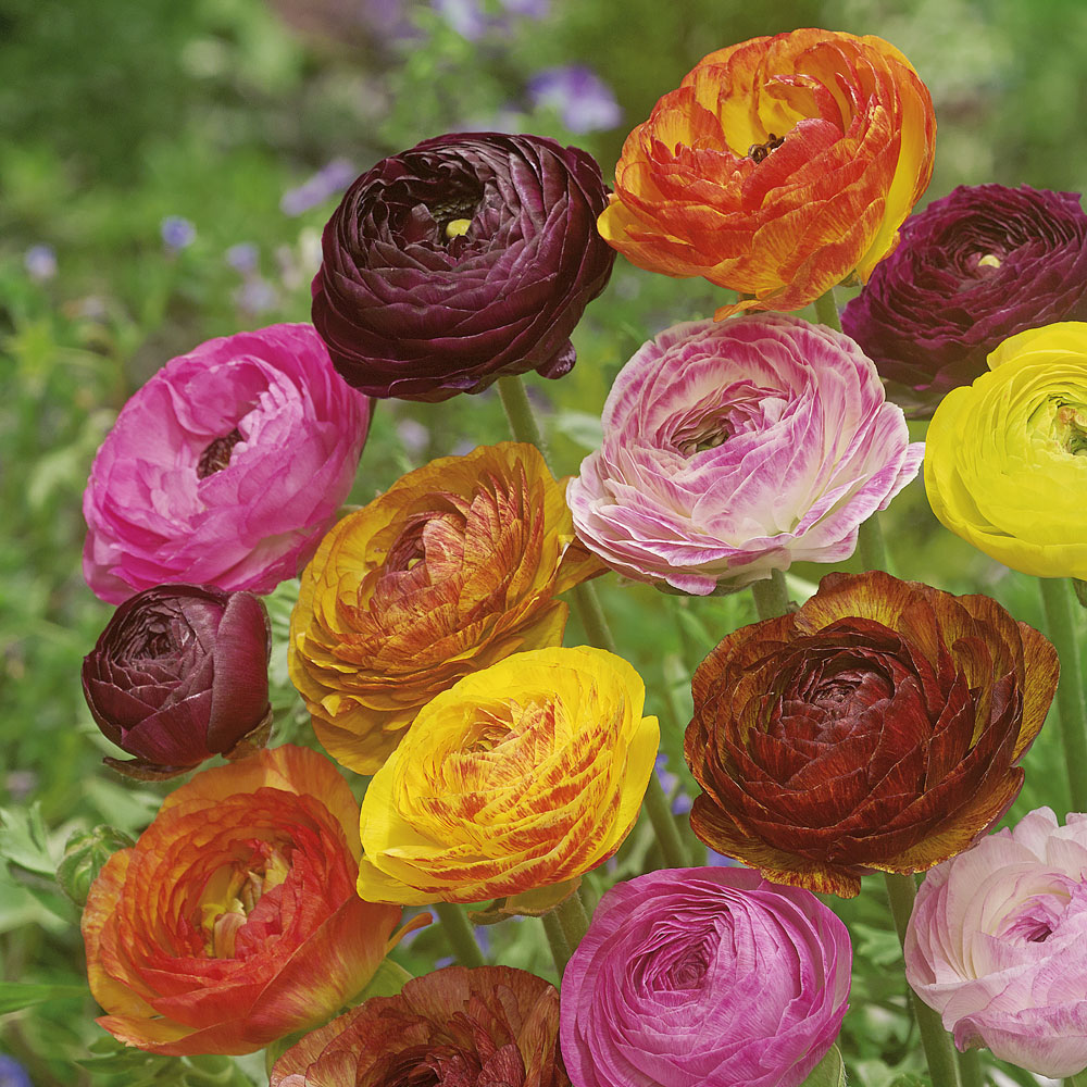 Ranunkel 'Picotee' Mischung Blumenzwiebel Mischungen