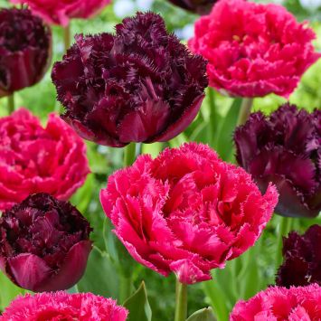 Tulpen-Mix Zweiklang
