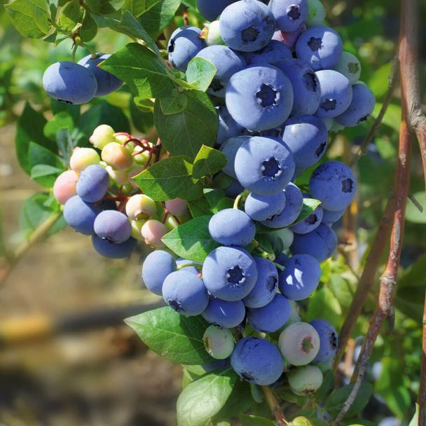 Trauben-Heidelbeere 'Blue Berry®'