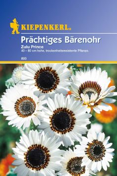 Prächtiges Bärenohr 'Zulu Prince'