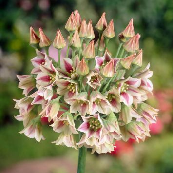 Zierlauch Bulgaricum