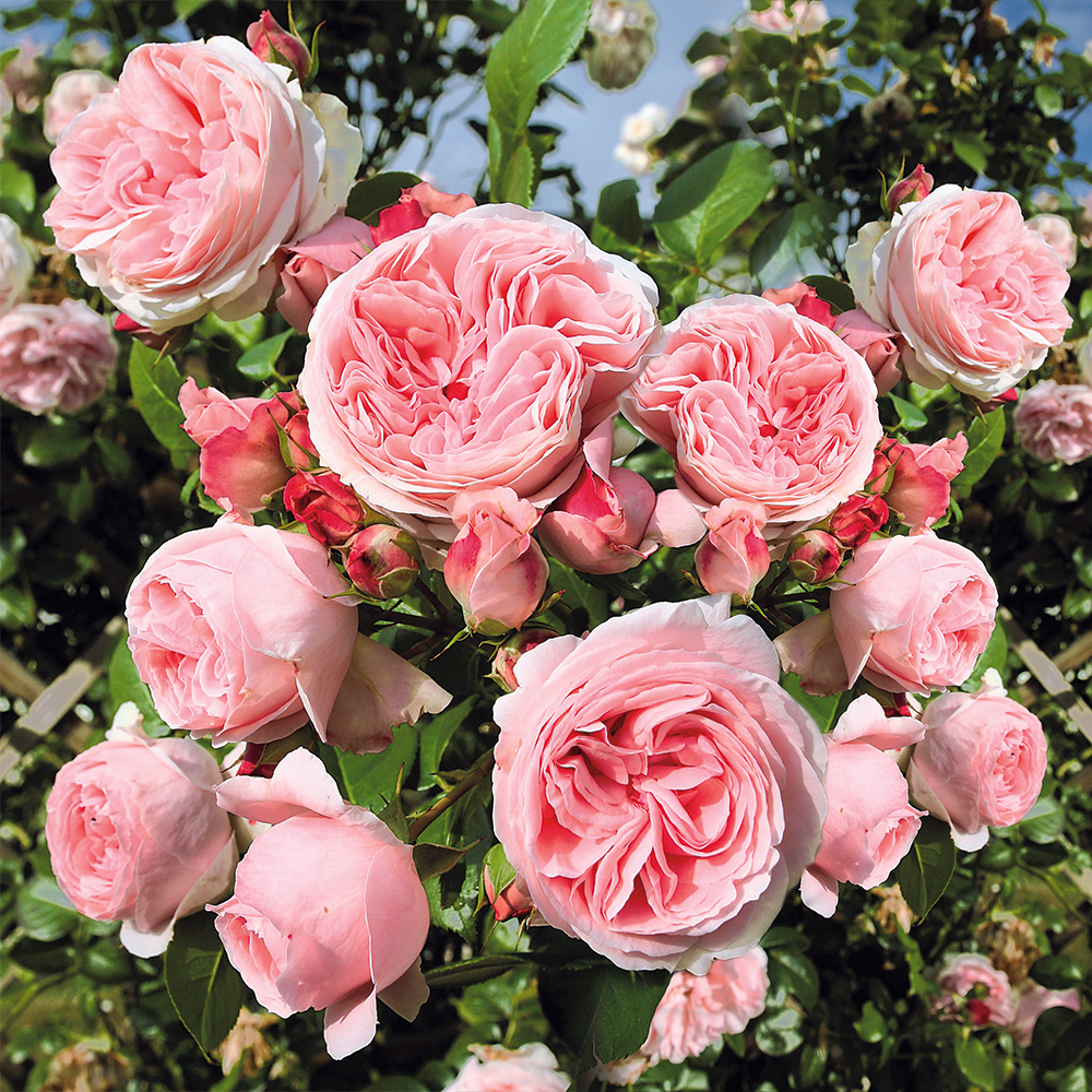 Kletterrose 