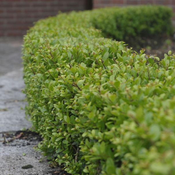 Ilex 'Dark Green®'