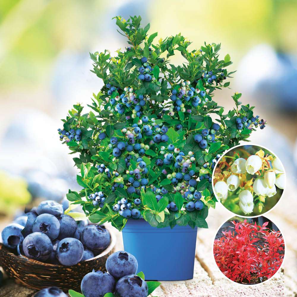 Heidelbeere Joly Berry® 