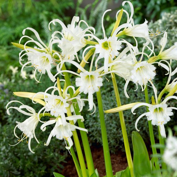 Ismene 'Festalis'