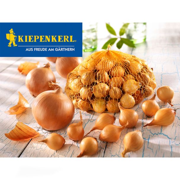 Steckzwiebeln Stuttgarter Riesen 250 g (1 kg / € 7,96)