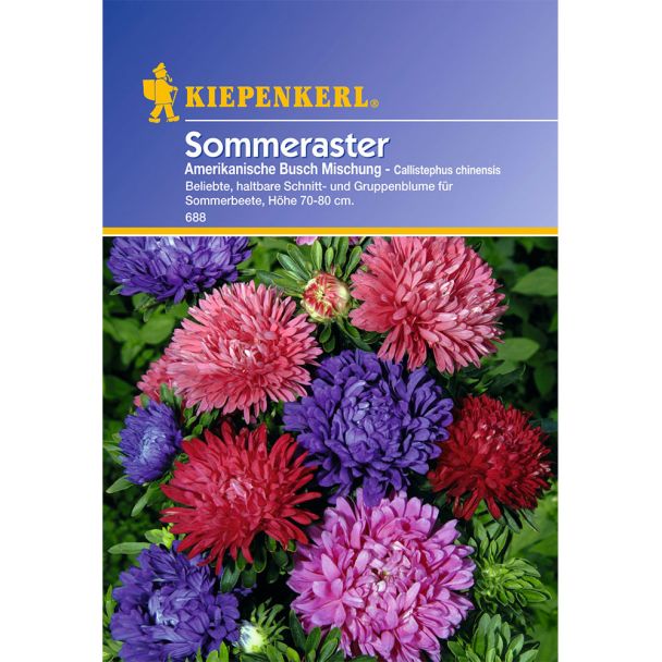 Sommeraster 'Amerikanische Busch Mischung'