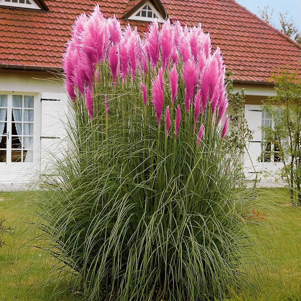 Pampasgras 'Rosea' kaufen Ahrens+Sieberz Pflanzenversand & Gartenbedarf