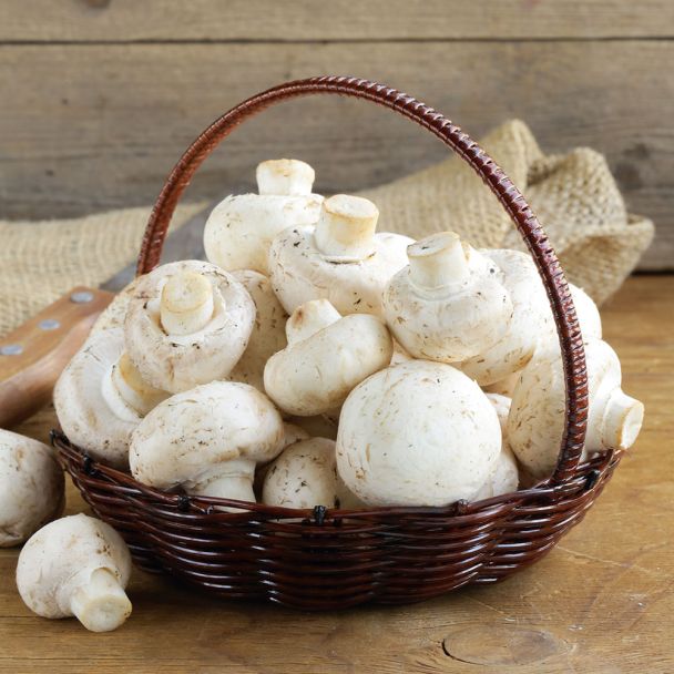 Weißer Pilz Mit Weißen Lamellen Im Garten 'Weißer Champignon' Pilz-Fertigkultur | Pilz-Fertigkulturen | Pilze