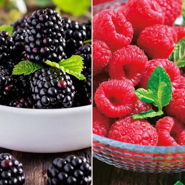 SA.2 Royal + 2 Black Bromba 2 Himbeeren + 2 Brombeeren