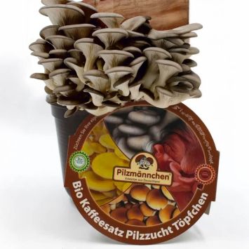 BIO Austernpilz Kaffeesatz-Set