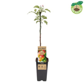 Apfelbaum Jonagold Apfelbaum (50cm)