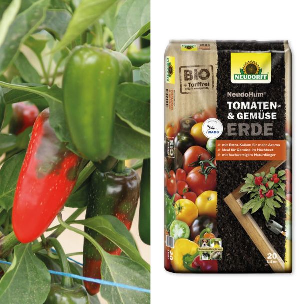 Setpreis: Hot Tapas - Die Tapas-Chilis + Erde