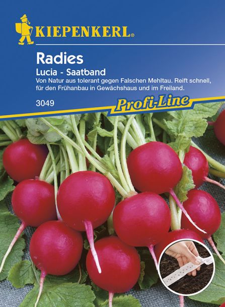 Radies 'Lucia' (Saatband)