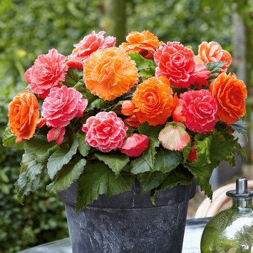 Begonien-Mix in Apricot und Pink