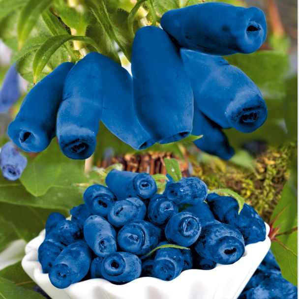 Honigbeere 'Fialka'