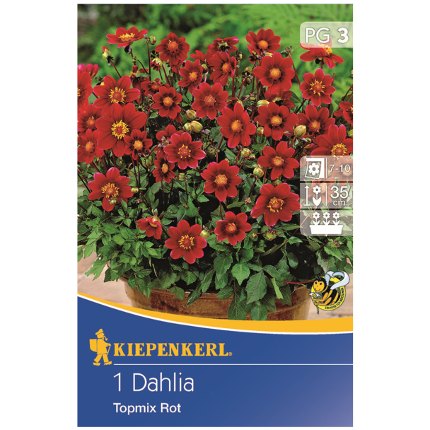 Dahlie Topmix Rot