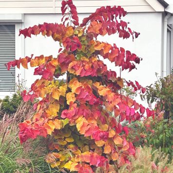 Kanadischer Judasbaum 'Eternal Flame'