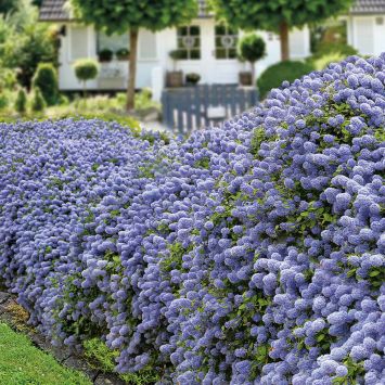 Kalifornischer Flieder Blue Mound