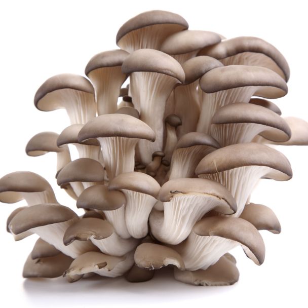 'Austernpilz' Pilz-Fertigkultur