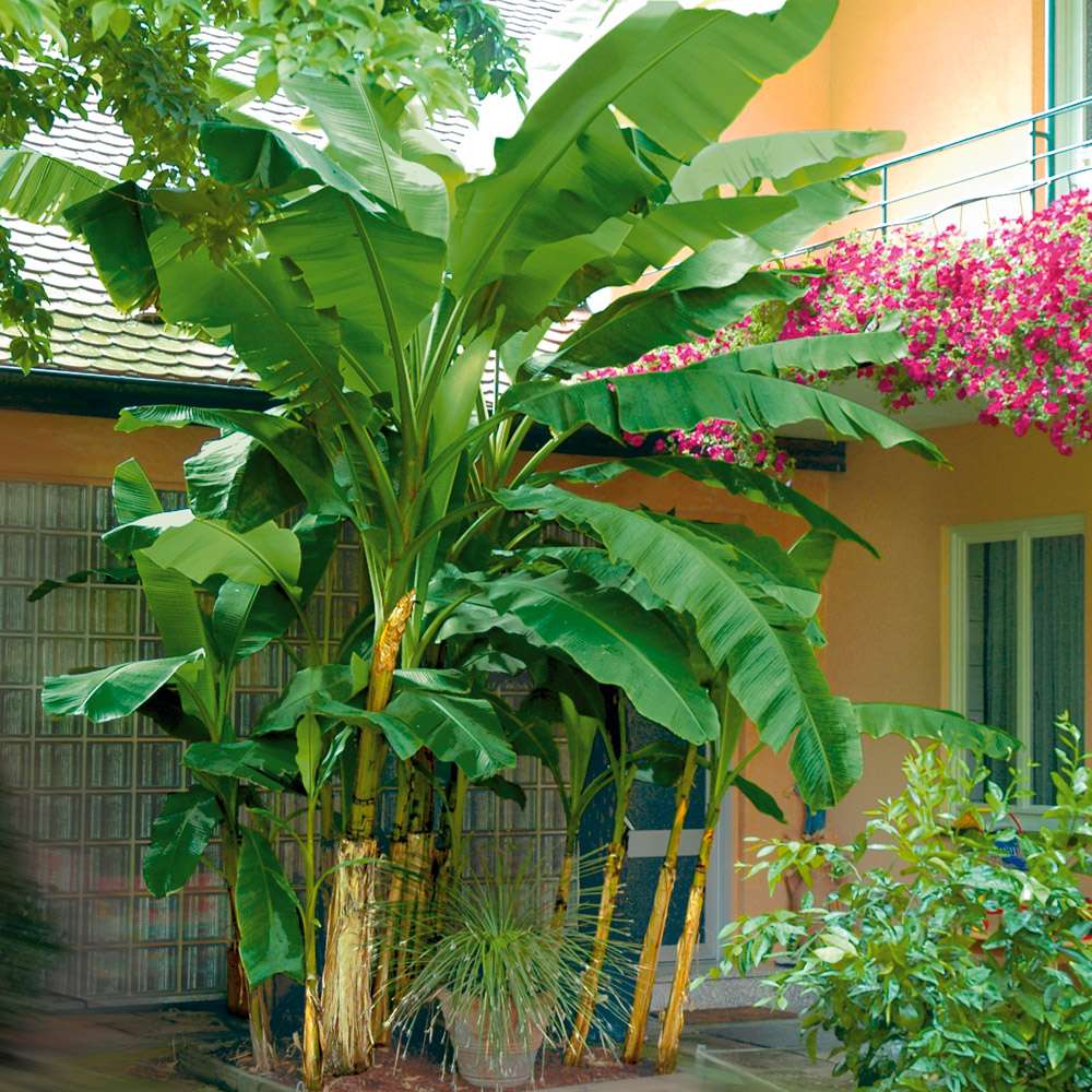 Winterharte Bananenstaude Musa (Musa Basjoo) kaufen Ahrens+Sieberz