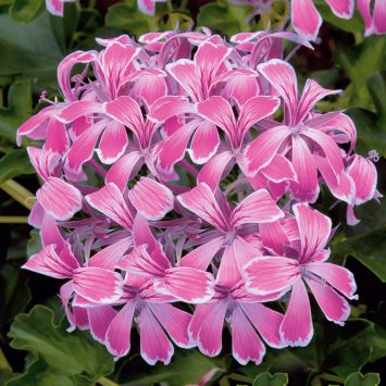Echte Tiroler Hänge-Geranien Tirolia Pink