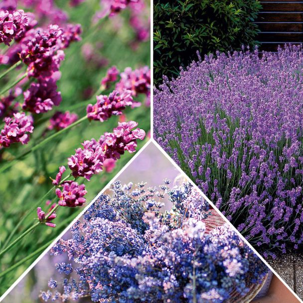 Set-Preis 9 x Lavendel: 3 x 'Essence Purple', blau, 3 x 'Rosea', rosa + 3 x 'Hidcote', violett