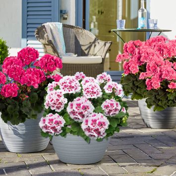 Set-Preis: Trend-Geranien - 3 x 'Americana White Splash', 3 x 'Pink Sizzle' und 3 x 'Tex Mex Hot Pin