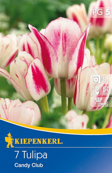 Tulpe `Candy Club` - Blumenzwiebel