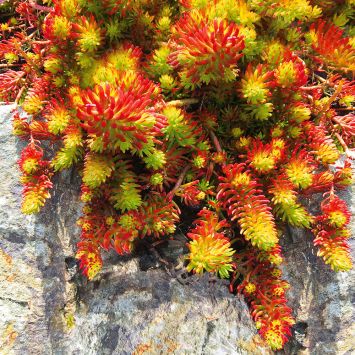 Felsen-Fetthenne 'Angelina'