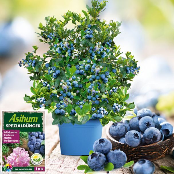 Set-Preis: 1x JolyBerry®, 1x Spezialdünger für Heidelbeeren