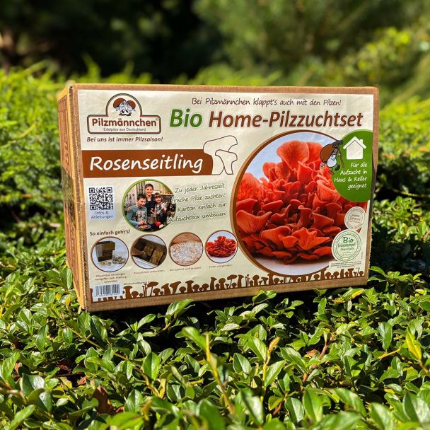 BIO Rosenseitling Fertigkultur