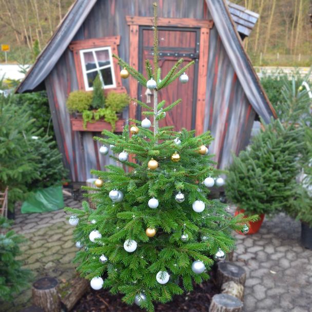 Echte Nordmanntanne, Weihnachtsbaum, ca. 150-170 cm