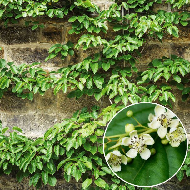 Trauben - KiwiBerry® 'Romeo' - Befruchter Kiwi