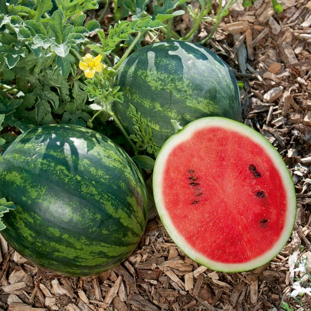 Mini Wassermelone 'Mini Love'