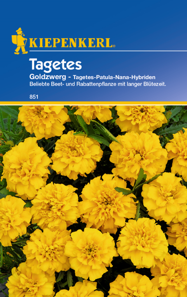 Tagetes 'Goldzwerg'