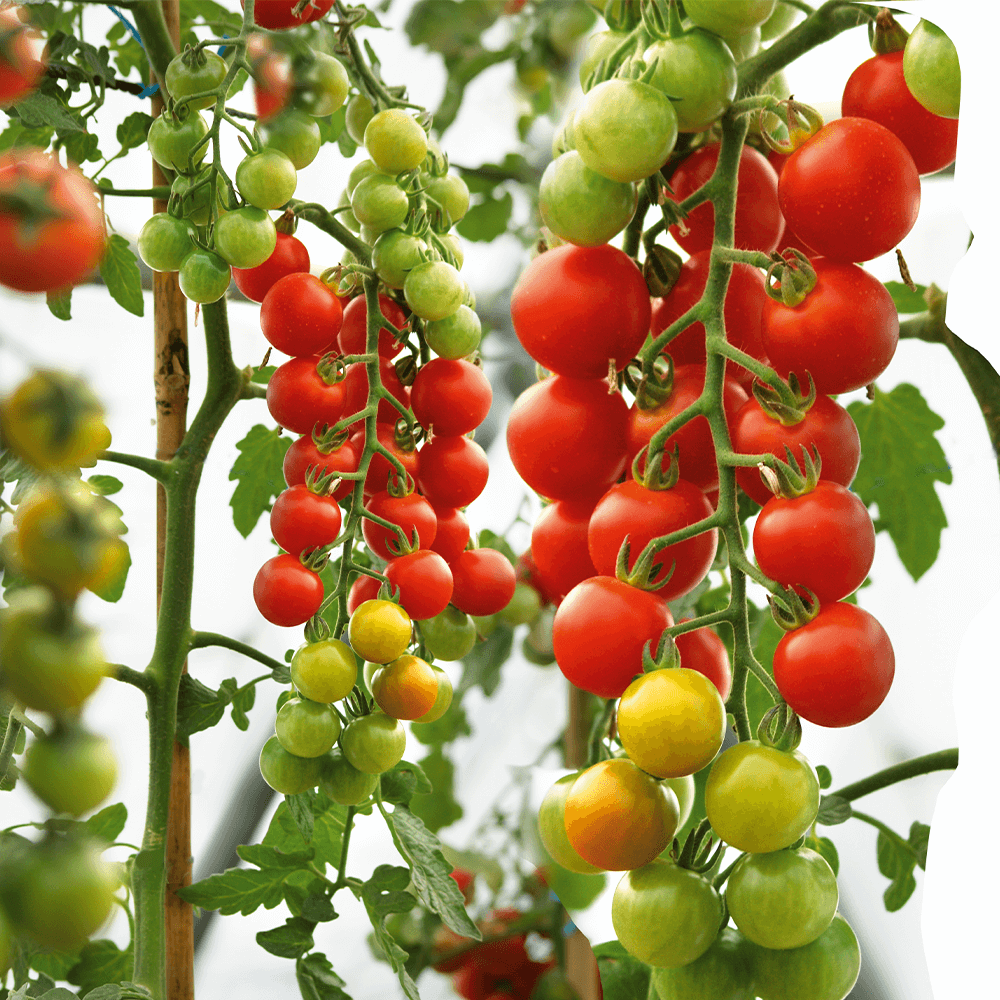 'CherryLady' F1 die rote CherryTomate Tomaten Gemüsepflanzen