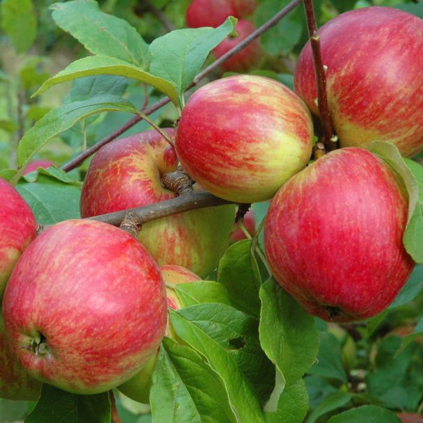 Herbstapfel 'Schöner von Herrnhut'