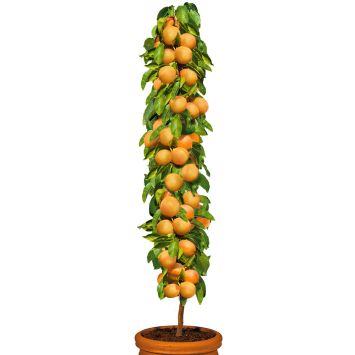 Säulenobstbaum Aprikose 'Golden Sun', einjährig