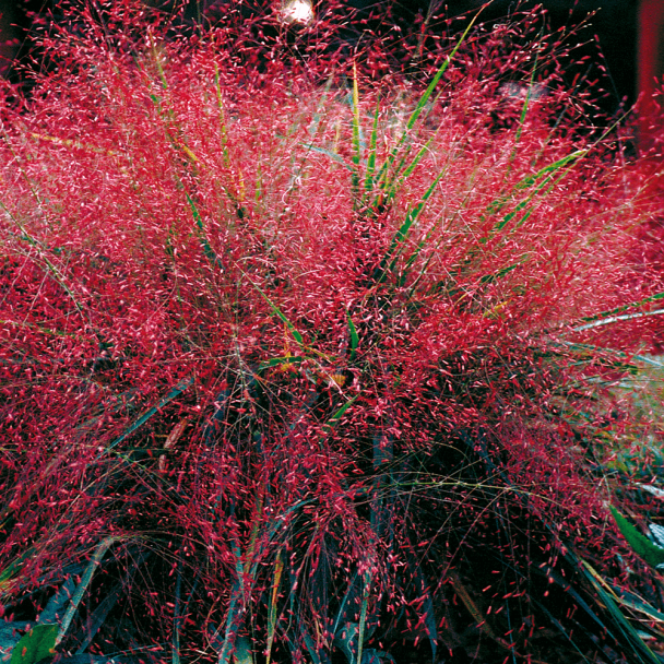 Rotes Liebesgras