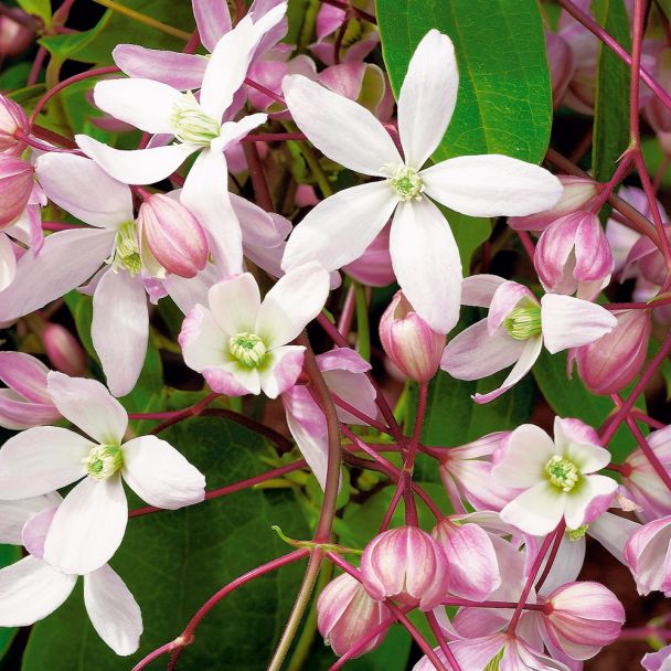 Immergrüne Clematis 'Apple Blossom'